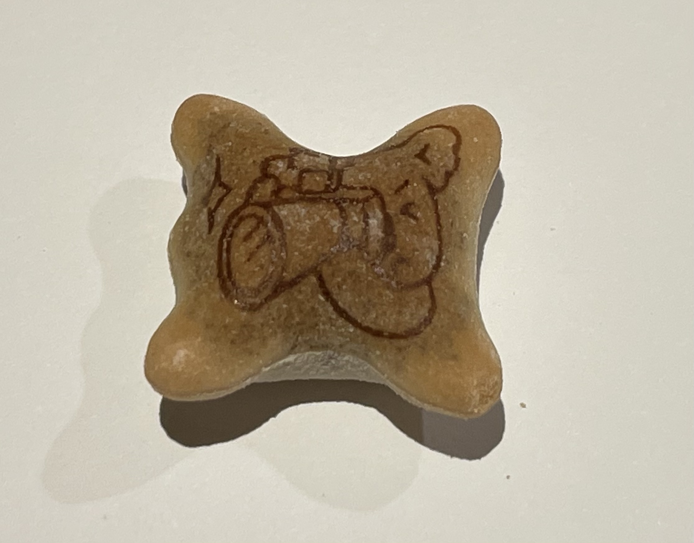 カメラを構えるコアラマーチ